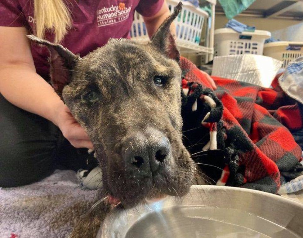 Rescue dog in a poor health condition does not have enough strength to raise his head