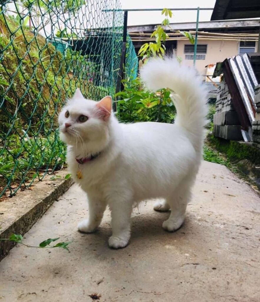 Completely recovered cat after overcoming a terrible state of being