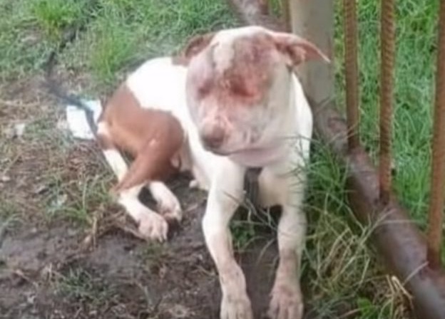 Distressed abandoned dog cruelly beaten