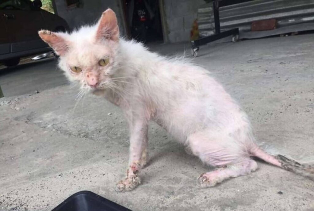 Seriously injured kitten with wounds all over her body