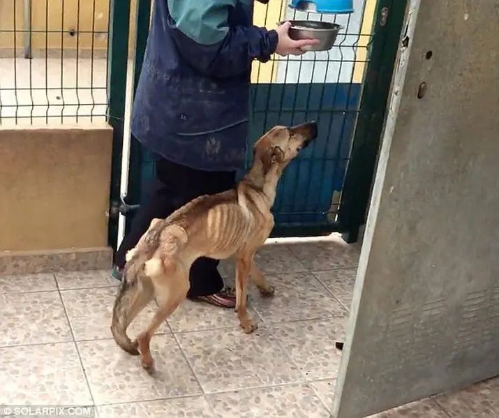 Malnourished dog 