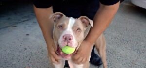 A police officer saved a chained up dog