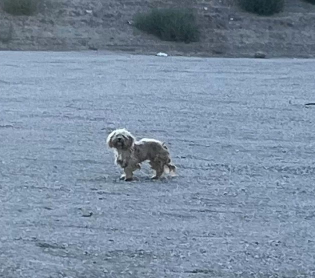 Stray dog is very afraid to approach its rescuer