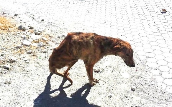 Dog wandering the streets with a shattered spine and a broken leg