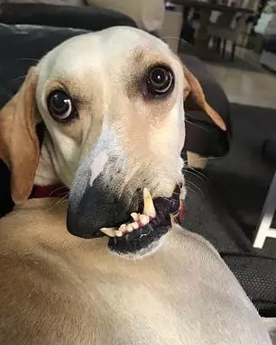 Dog with genetic trait that causes his nose to twist and lean to the right when he closes his snout.