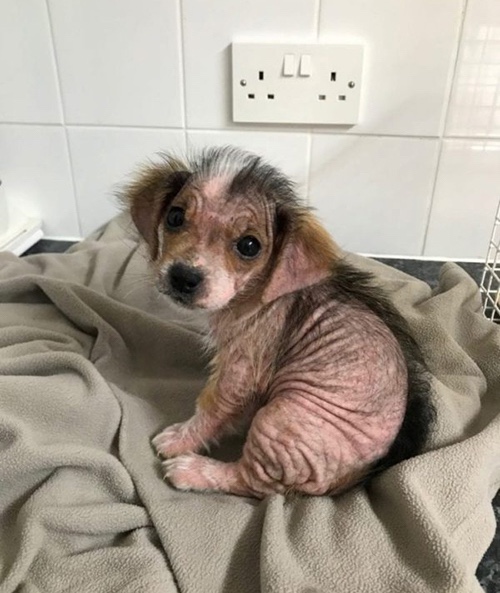 Rescue puppy remains with almost no fur due to skin infection