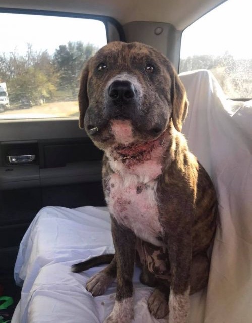 Purposely injured dog is finally rescued