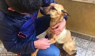 Rescue dog surrounded by attention and care