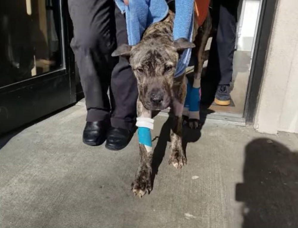 Rescue dog is finally able to get up and walk by himself