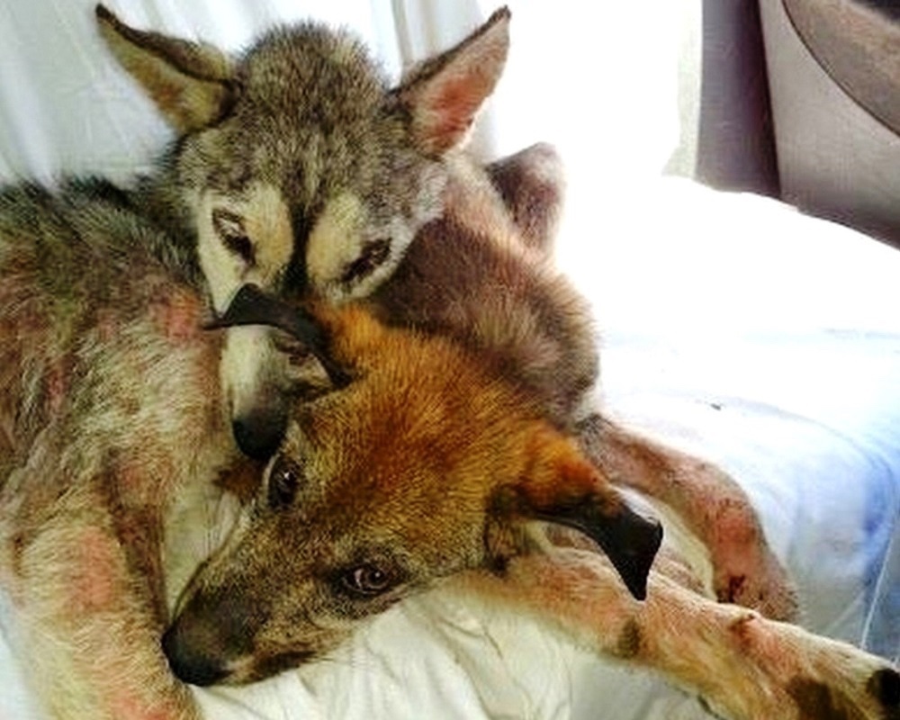 Two beautiful stray dog were found at the highway 