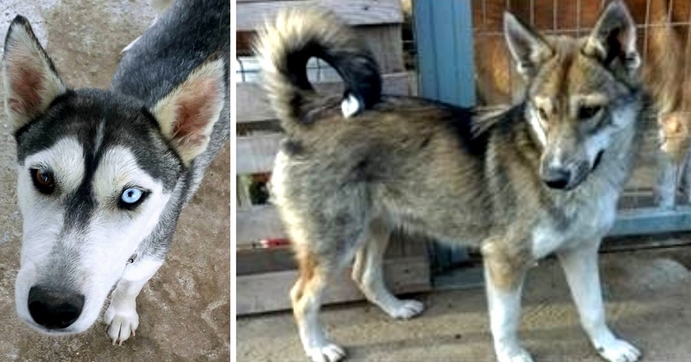 Two beautiful stray husky dogs were rescued and now they both are adopted 