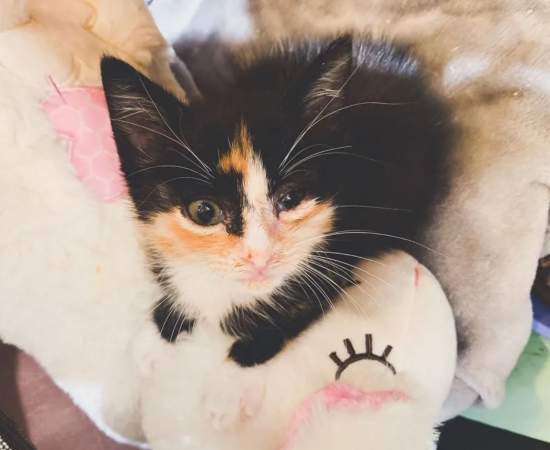 Newborn blind cat getting the help she needs 