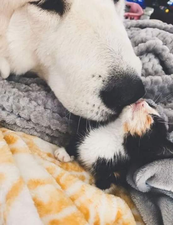 Rescued cat at the shelter playing with dog