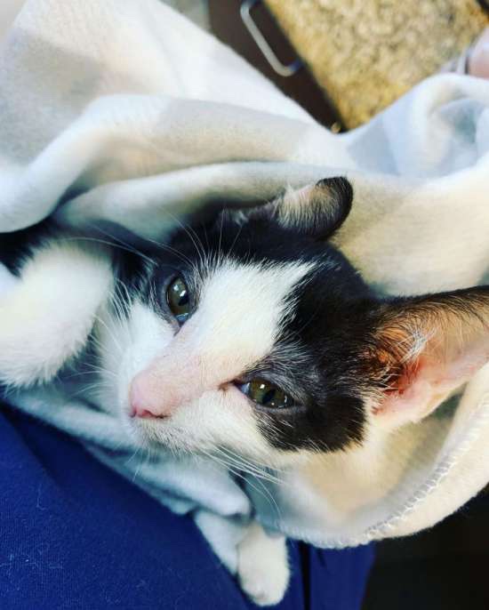 After going some rough days since she was born, blind cat wants only love now that she got rescued 