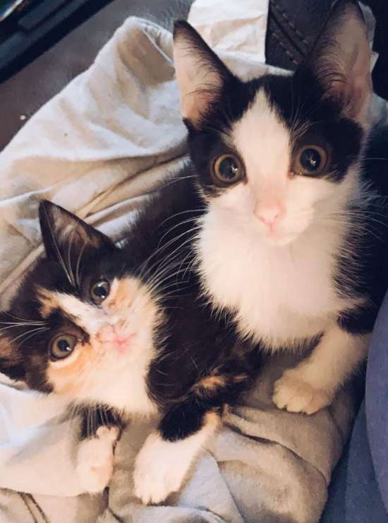 Rescued cat at the shelter with her new cat friend 