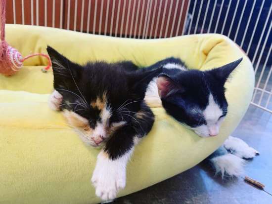 Two rescued little kittens waiting for adoption 