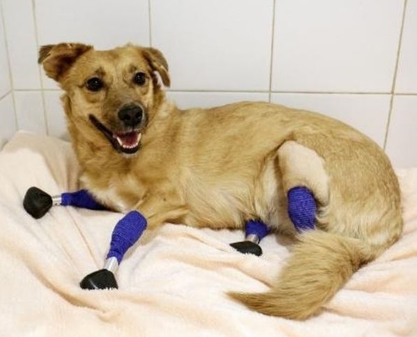 Dog lost all of his legs and now he’s using prosthetic legs 