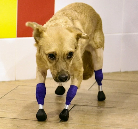 Dog trying to walk with his prosthetic legs 