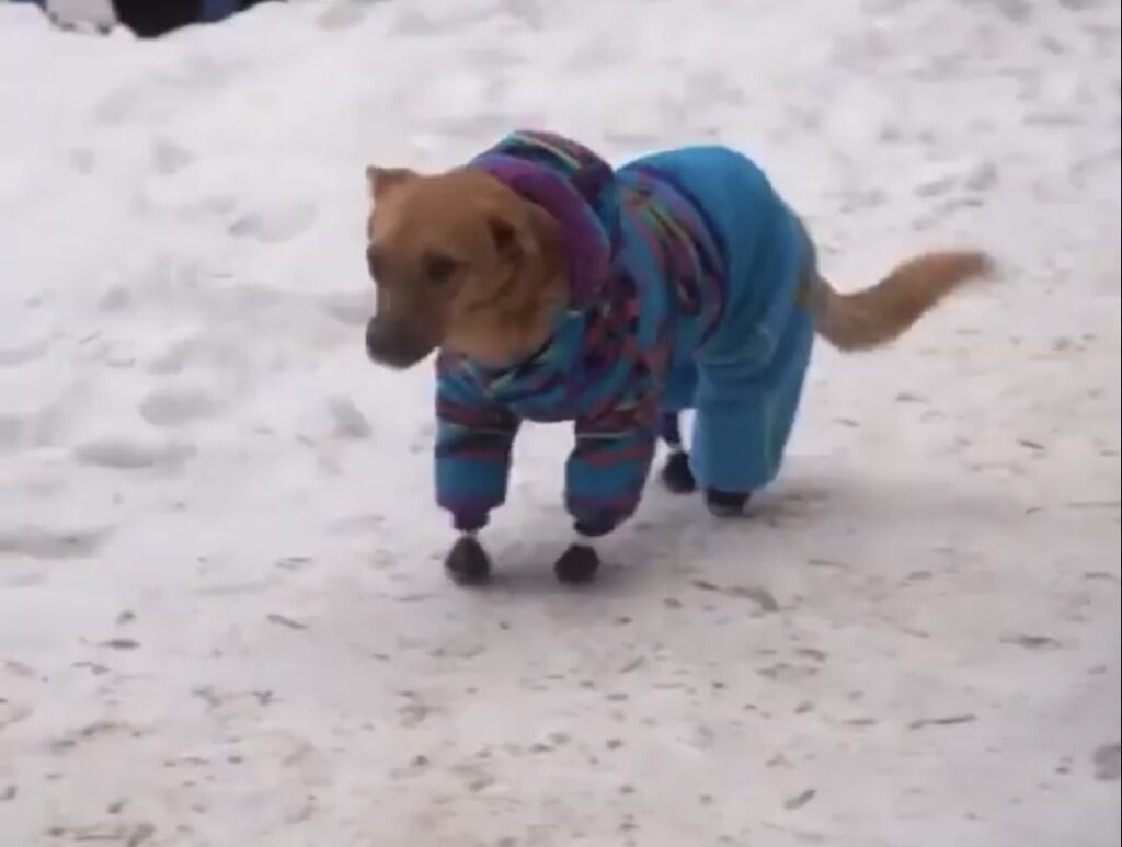 Dog managed to walk without pain with his prosthetic legs 