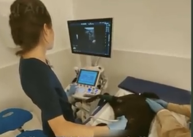 Dog getting his vitals parametric checked 