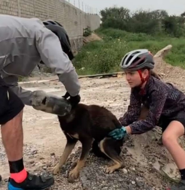 A family saved a dog getting out of his head a plastic bottle 