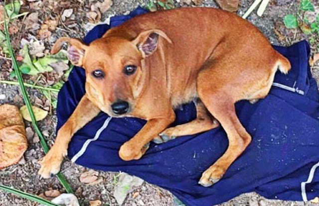 Forgot dog found with his owner’s shirt waiting for him faithfully