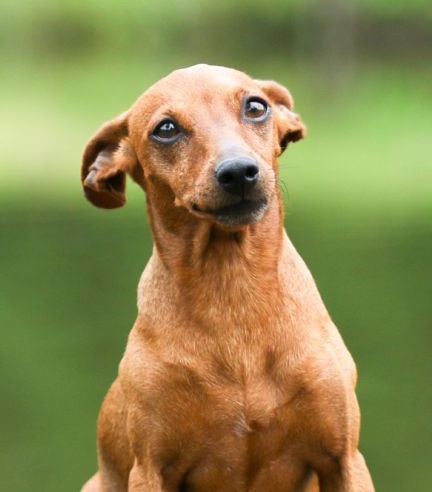 Forgot dog by his owner waiting for adoption 