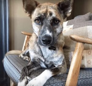 Beautiful dog rescued from the streets is gaining some weight 