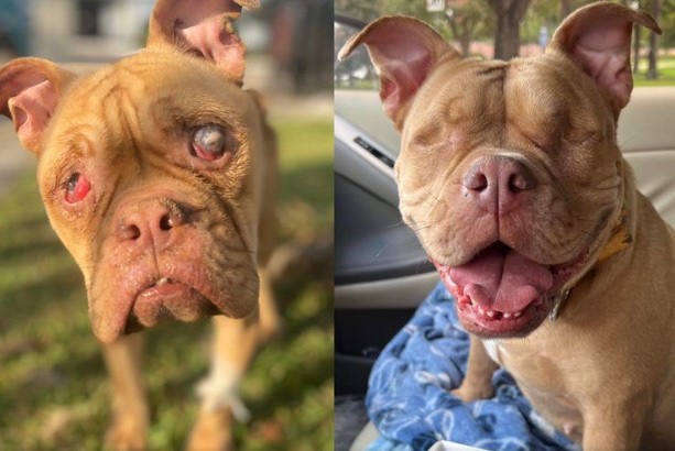 Pitbull dog found at the streets skin and bones with blind view 