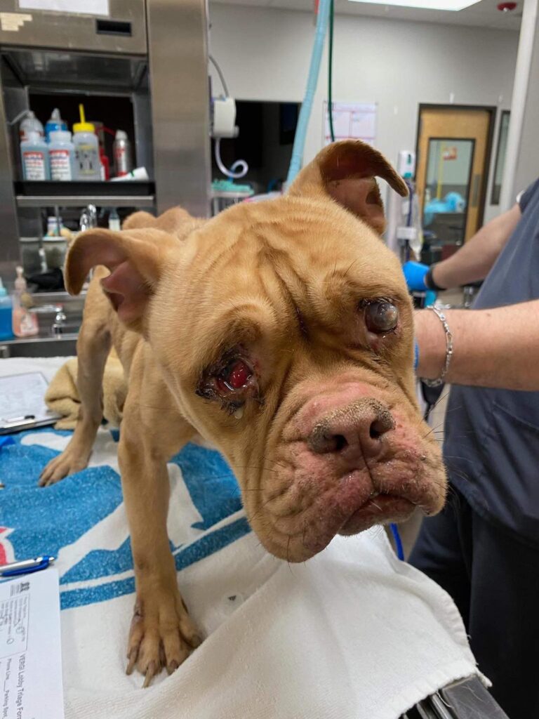 Poor stray pit-bull rescued at the vet hospital 