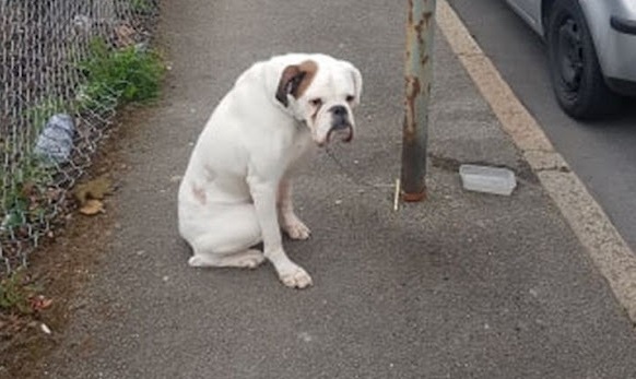 Dog was left alone and tied up only with water 