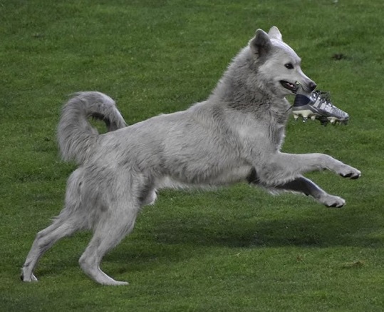 Dog stopped a football game to help a player 