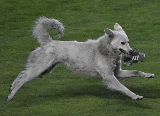 A football game is interrupted by a dog.