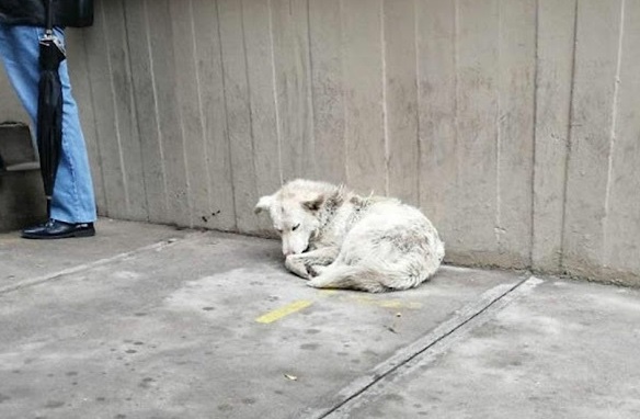 Stray dog waiting for someone to adopt him 