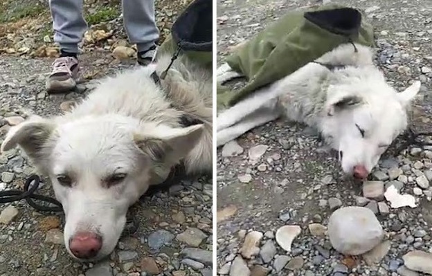 Stray dog all alone at the streets 