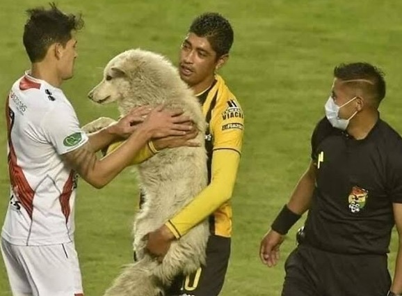 Dog stopped accidentally a football game 