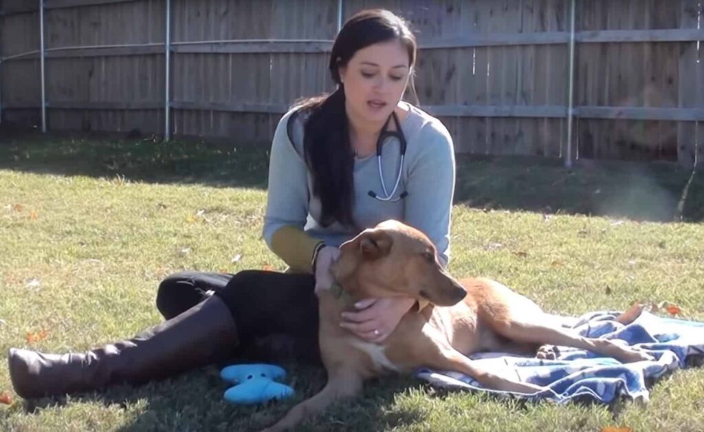 After the vet saved a dog when she came at the hospital, now he’s giving the best hugs 