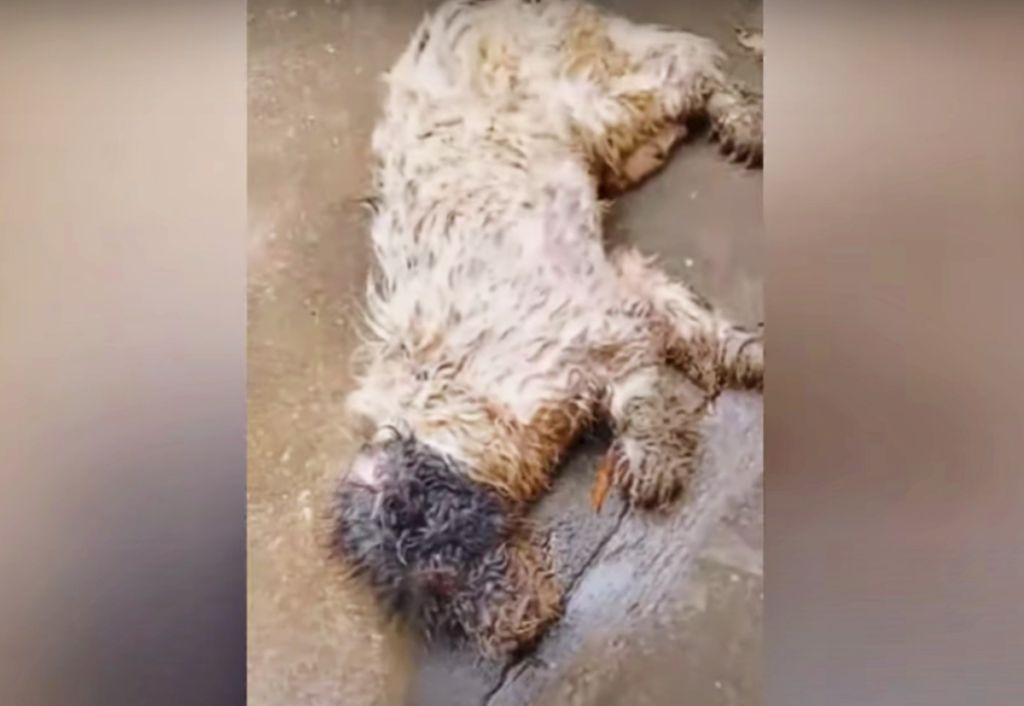 Everyone assumed that dog was dead, he was laying in the ground and couldn’t move