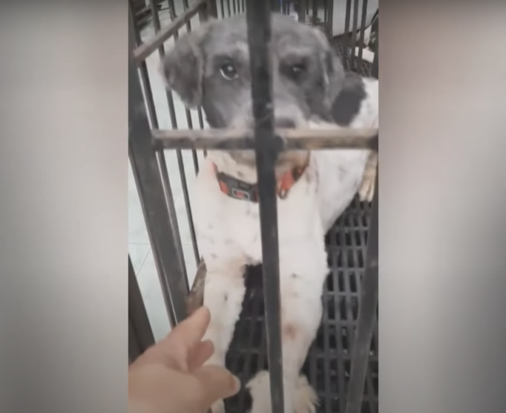 Dog getting himself ready for adoption 