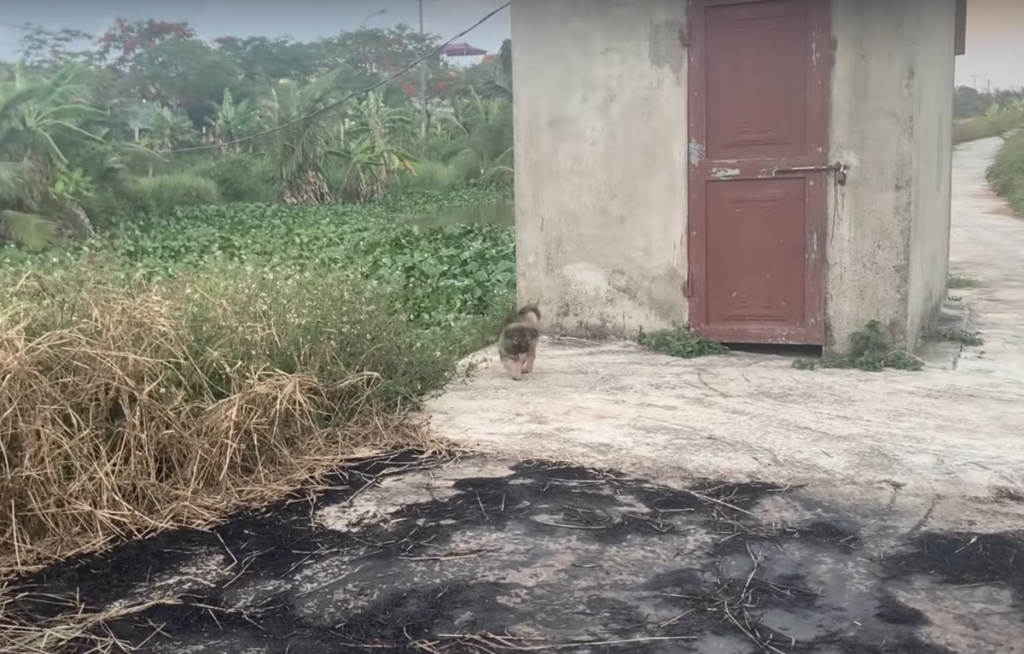 Little puppy asking a man to follow him because he wants to save his stuck sister 