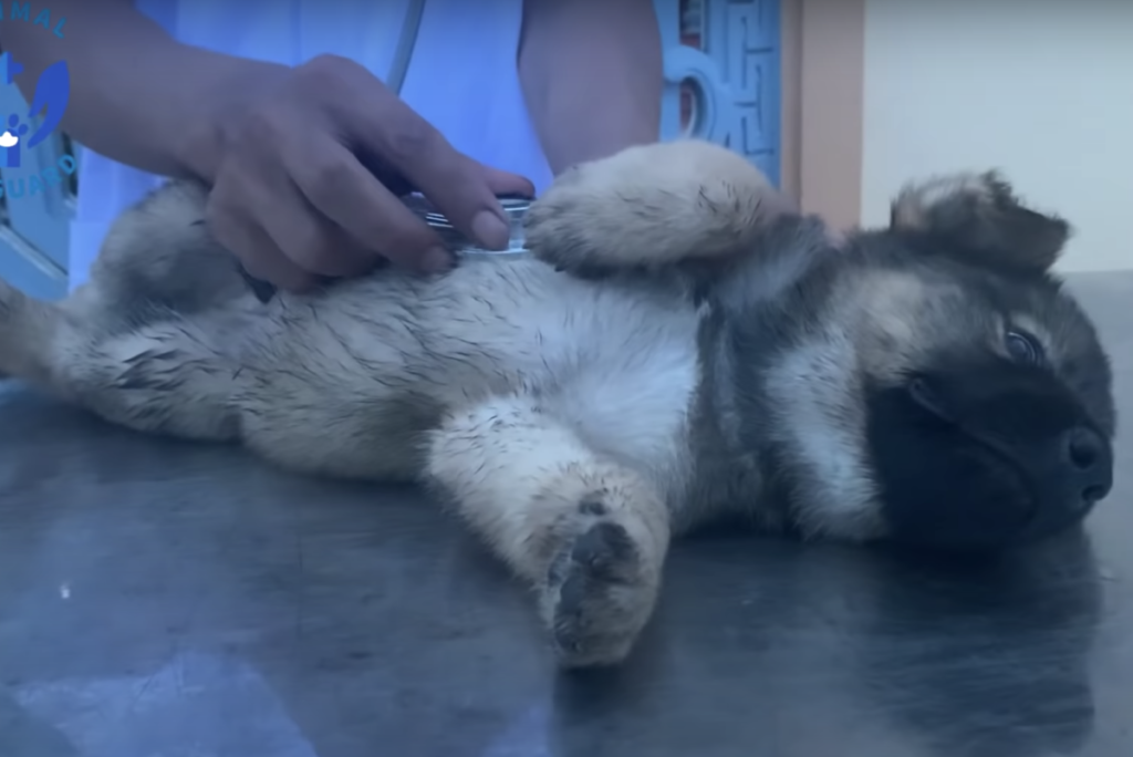 Little stray puppy found by the roads being checked at the vet hospital 