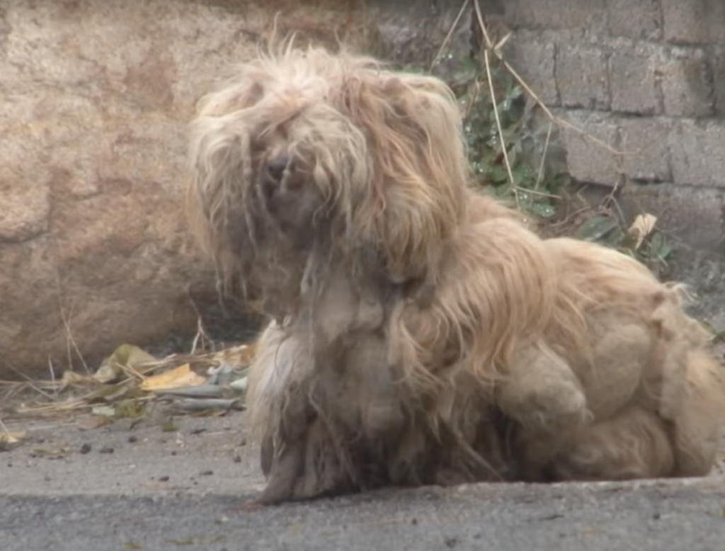 Dog waiting for two years for her owners to return 