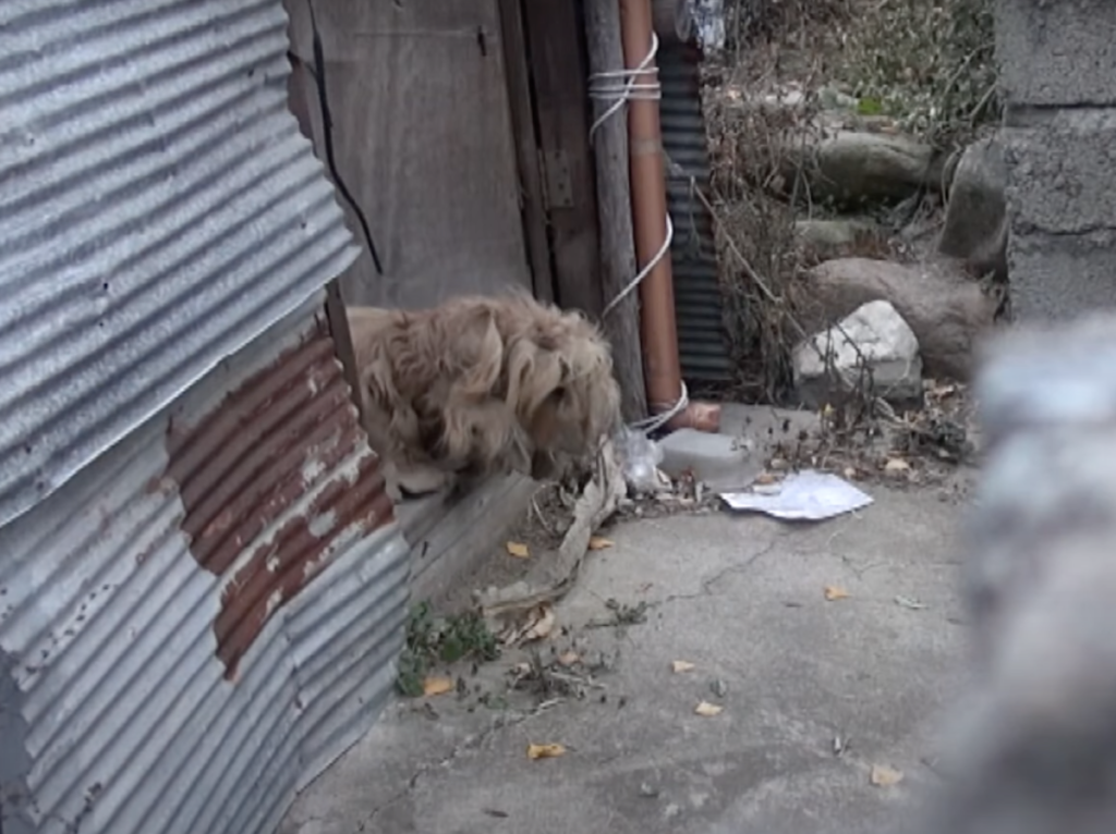 Poor dog abandoned for two years now and she lives in the streets 