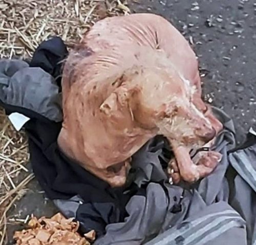 Dog waiting his owner sitting at his coat