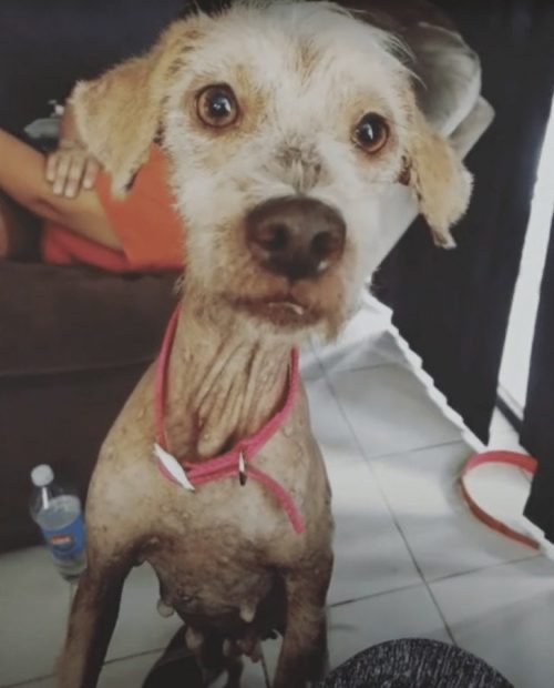 Dog waiting for his owner faithfully to return but he never did