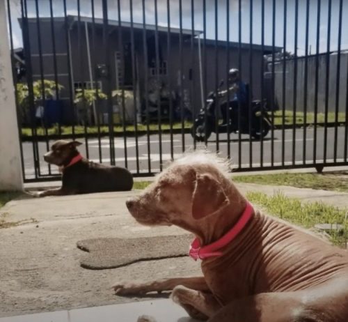 Abandoned dog rescued at the shelter 