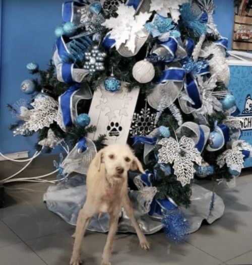 Loyal dog to his owner that never came back, still keeps his coat after years 