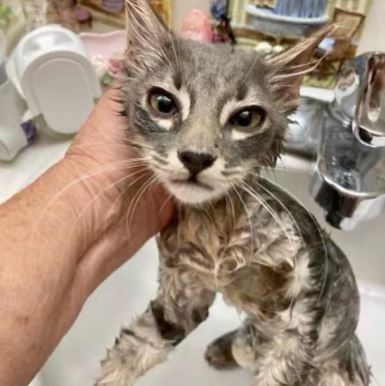 Little kitty found at the desert all alone unable to breathe 