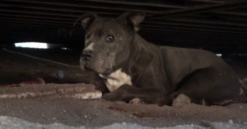 Pit bull dog waiting for his owner for 9 years