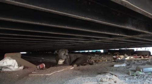 Dog living in garbage waiting his owner to return 